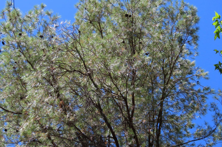 Pinus leiophylla
