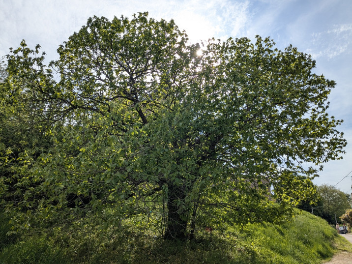 Castanea sativa
