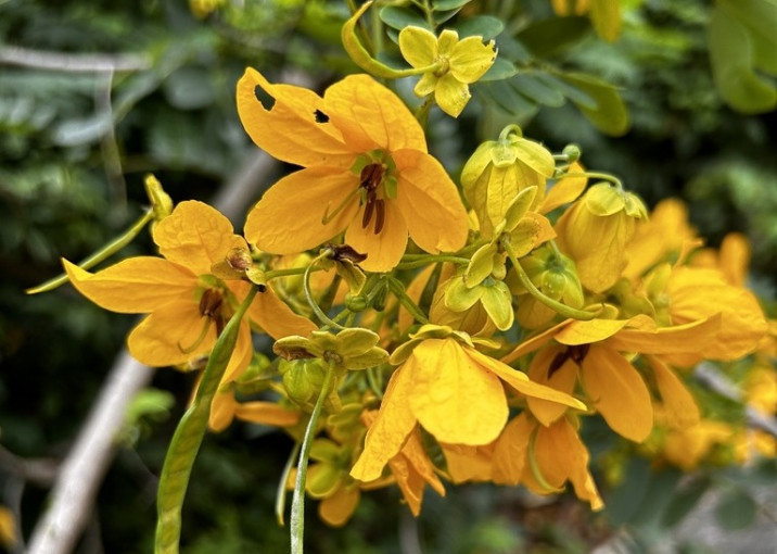 Senna surattensis