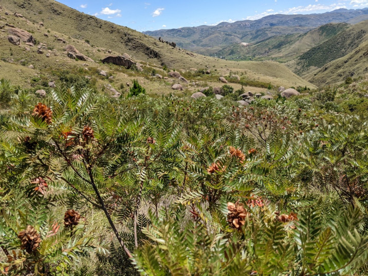 Dodonaea madagascariensis