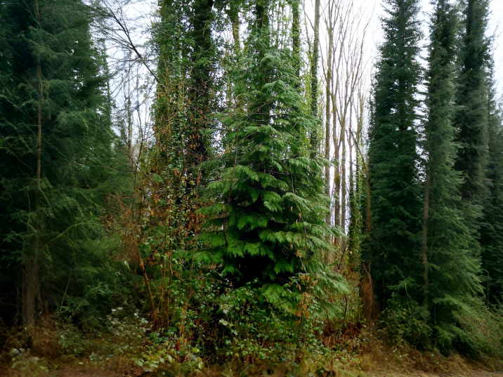 Chamaecyparis lawsoniana