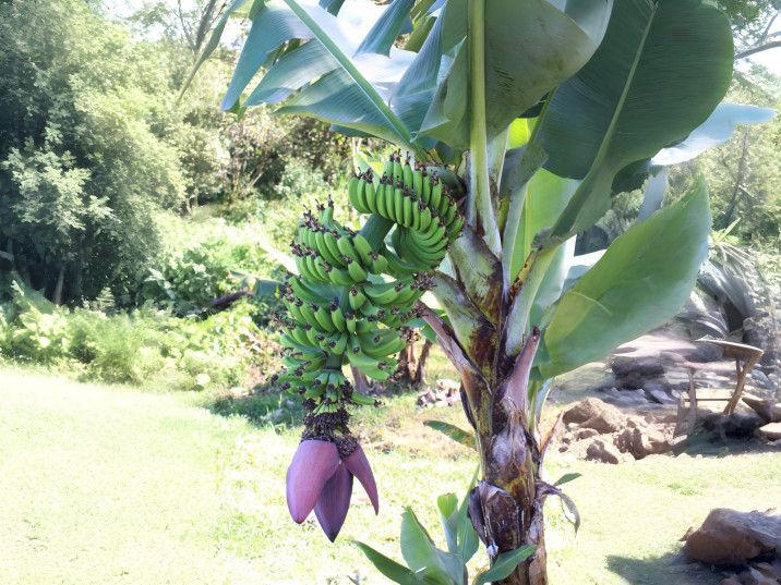 Musa acuminata