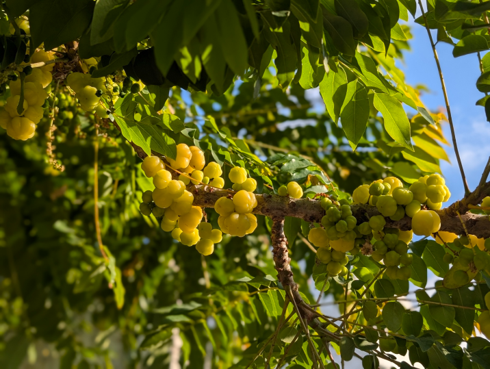 Phyllanthus acidus