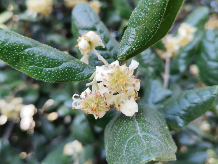 Peumus boldus