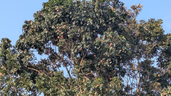Swietenia macrophylla
