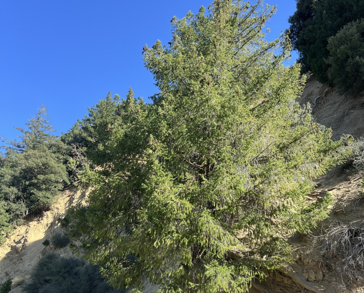Pseudotsuga macrocarpa