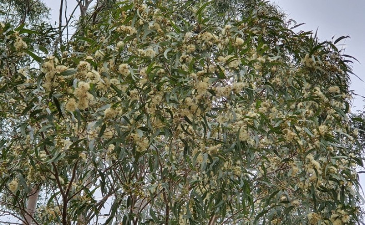 Corymbia citriodora