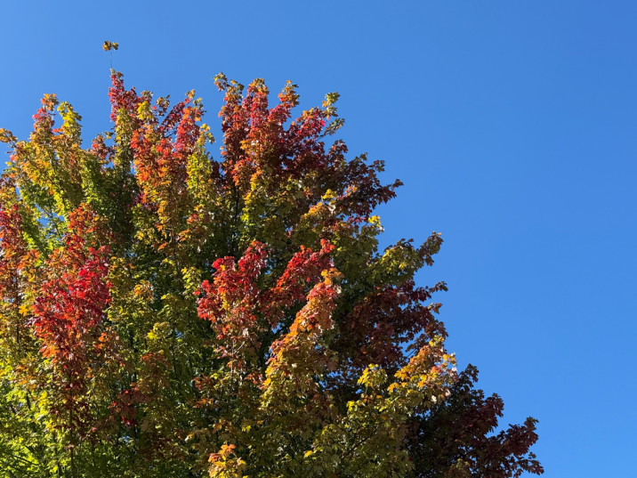 Acer rubrum