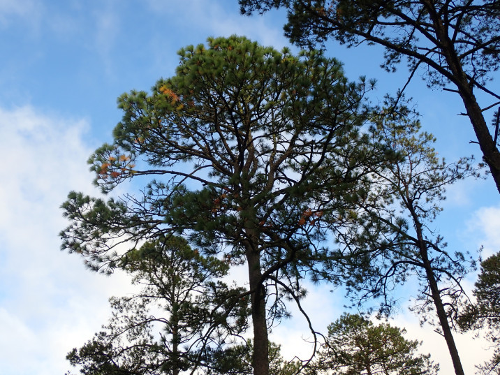 Pinus montezumae