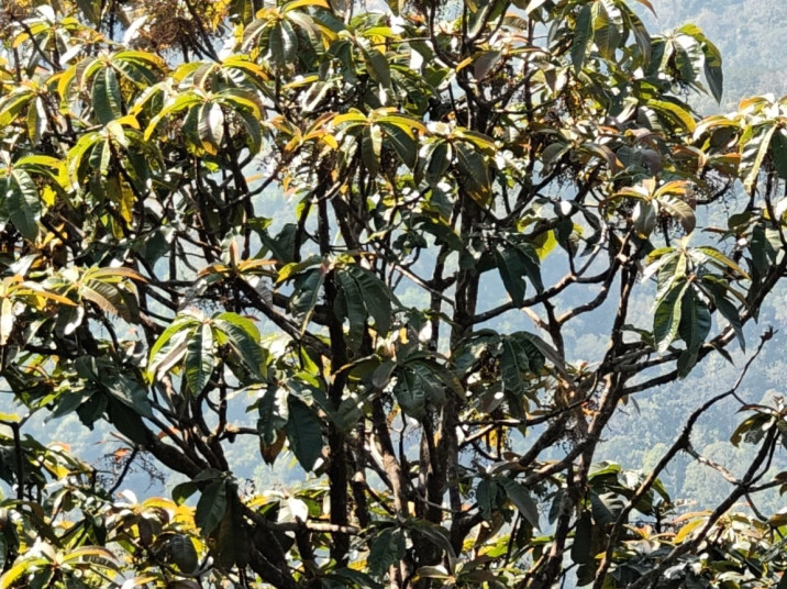 Madhuca longifolia