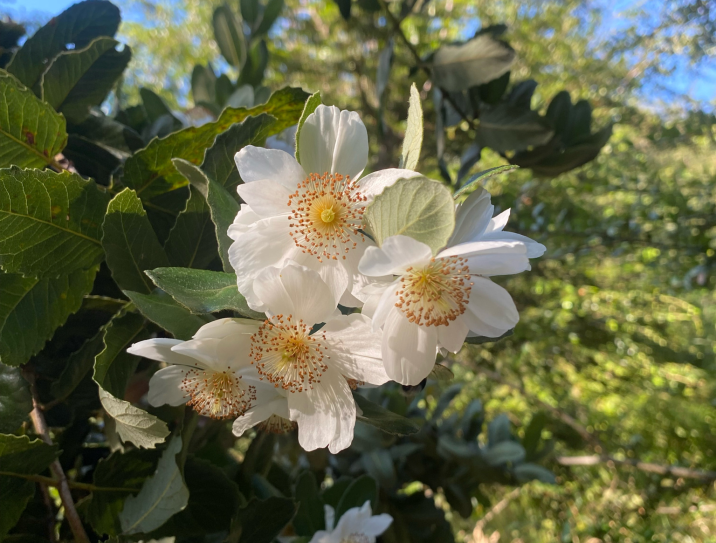 Eucryphia cordifolia