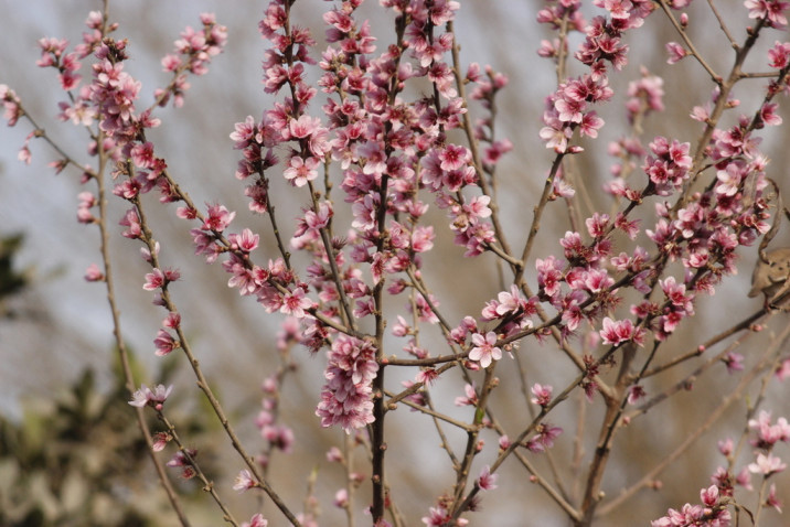 Prunus persica