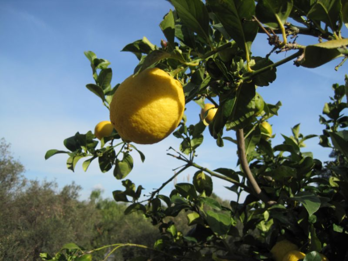 Citrus limon