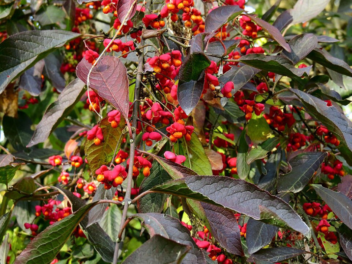 Euonymus europaeus