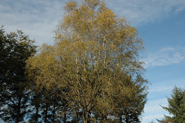 Betula pubescens