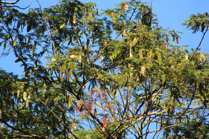 Parapiptadenia rigida