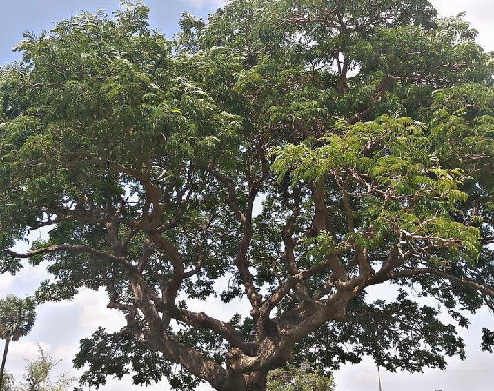 Parkia biglobosa