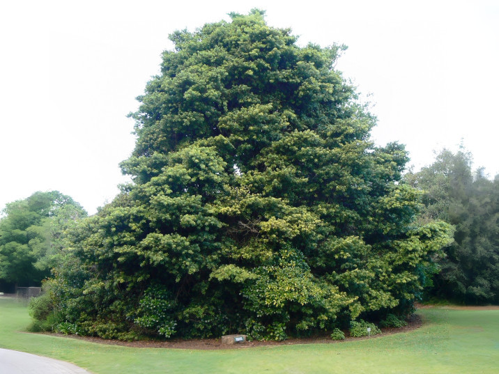 Podocarpus latifolius