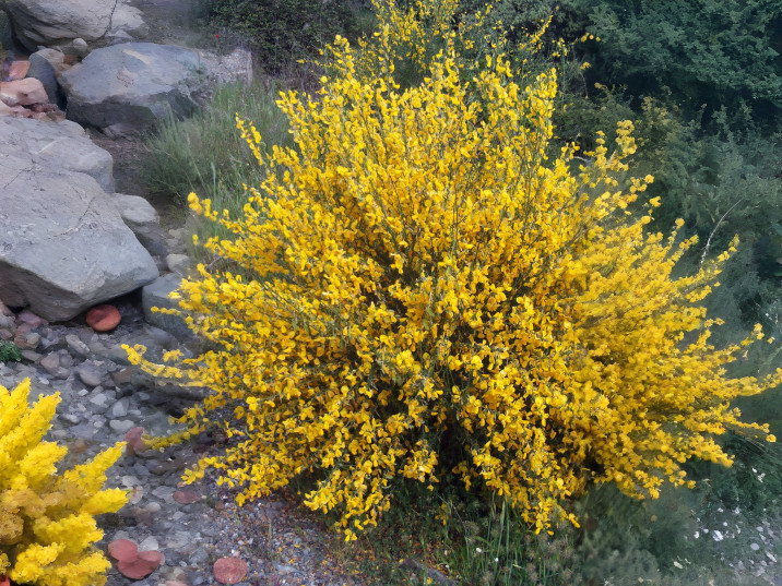 Cytisus scoparius
