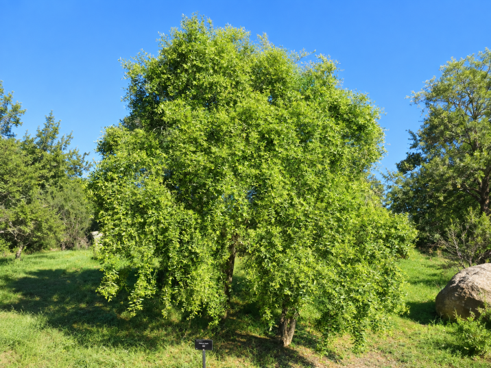 Maytenus boaria