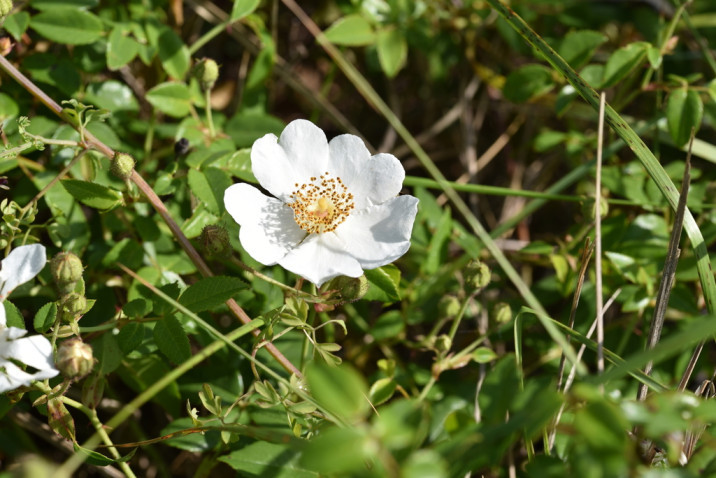 Rosa sempervirens