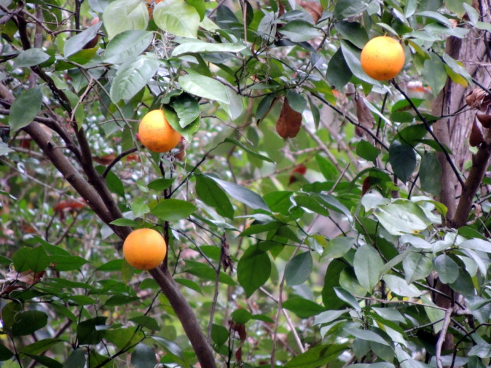 Citrus tangerina