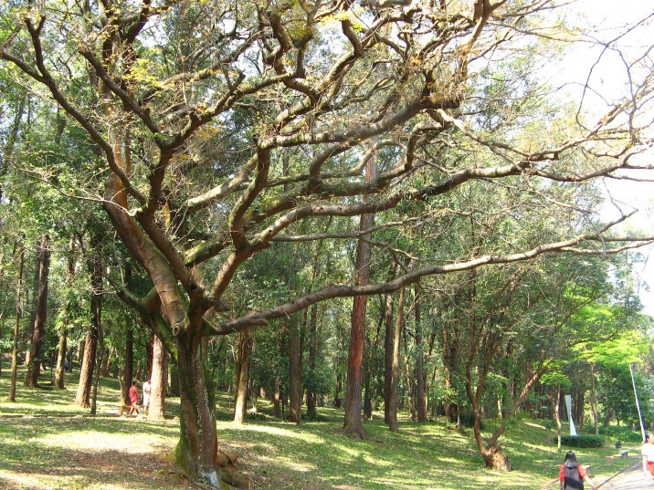 Copaifera pubiflora