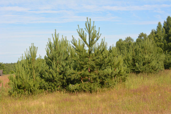 Pinus sylvestris