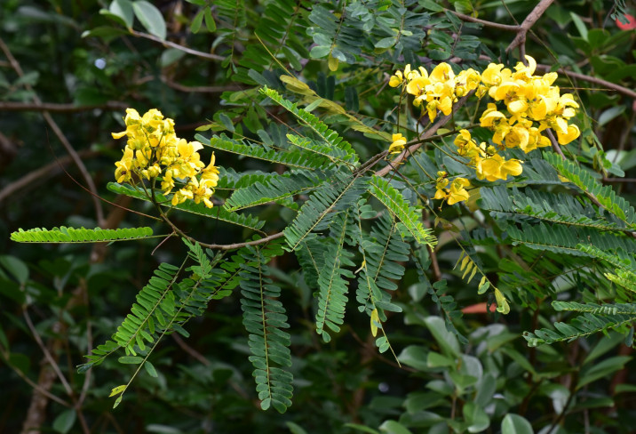 Senna multijuga
