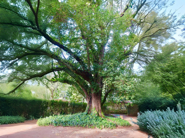 Cinnamomum camphora