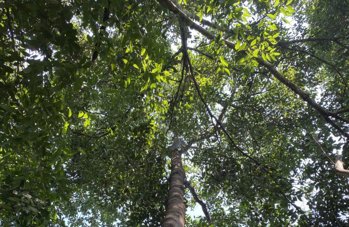 Hevea brasiliensis