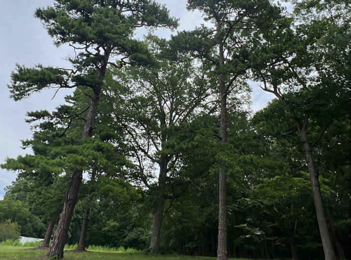 Pinus echinata