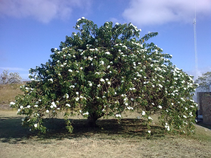 Ipomoea arborescens