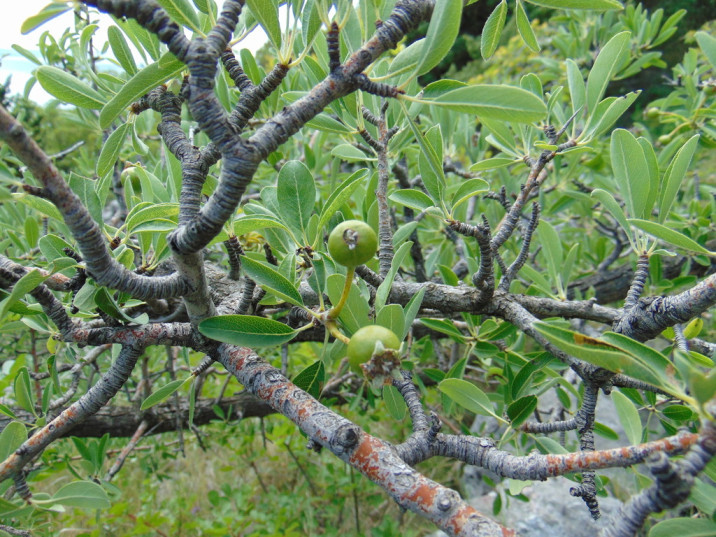 Pyrus spinosa