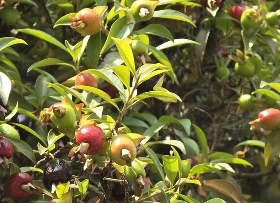 Eugenia involucrata