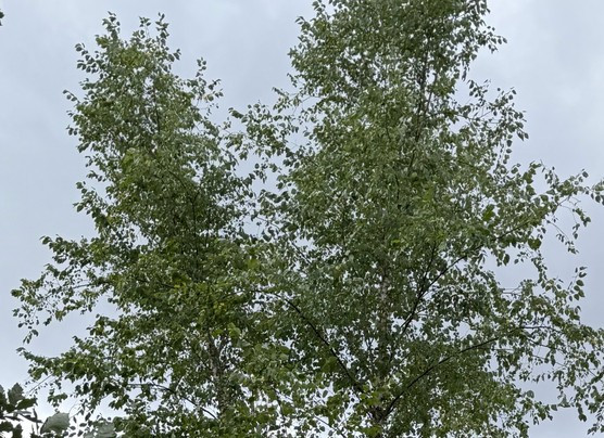 Betula nigra