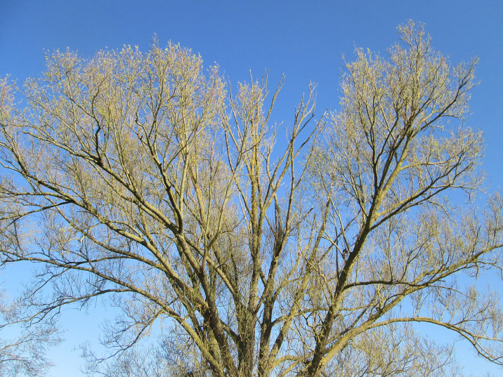 Salix alba