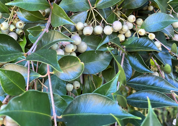 Syzygium smithii