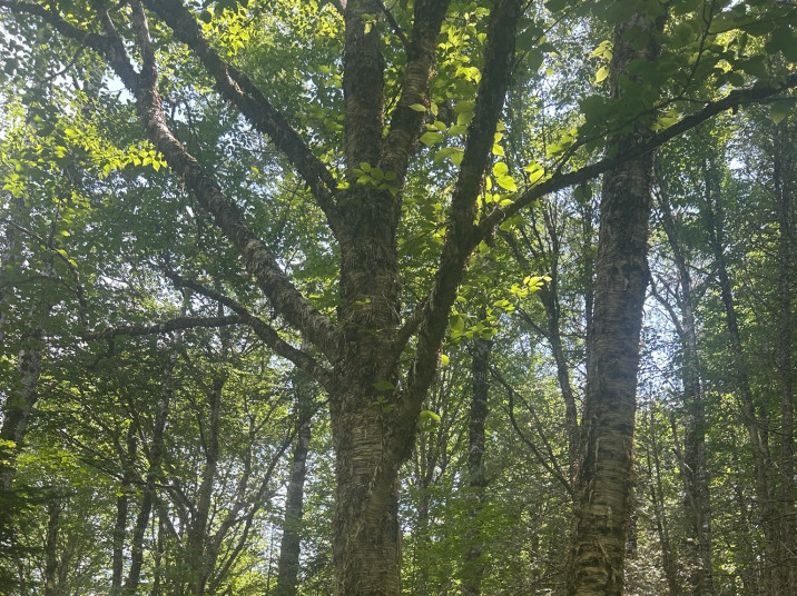 Betula alleghaniensis
