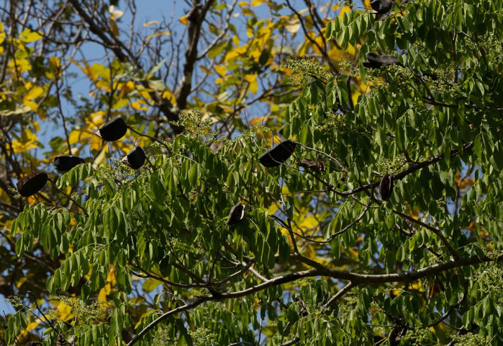 Afzelia xylocarpa