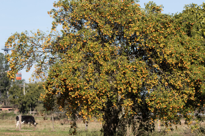 Citrus tangelo