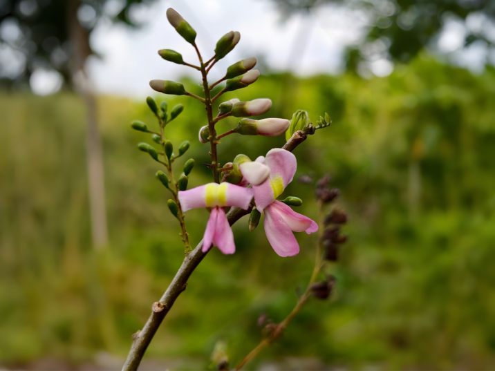 Gliricidia sepium
