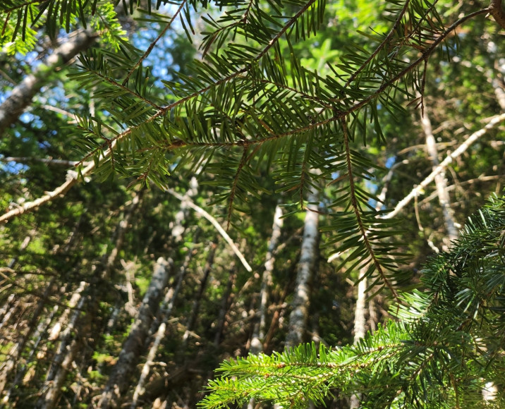 Abies balsamea