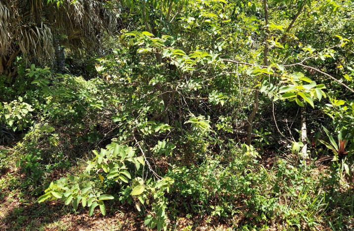 Trema micrantha