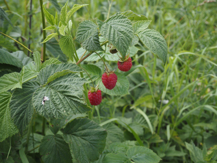 Rubus idaeus