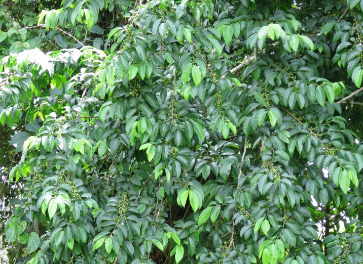 Margaritaria discoidea