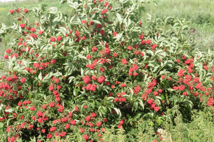 Sambucus racemosa