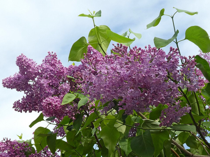 Syringa vulgaris