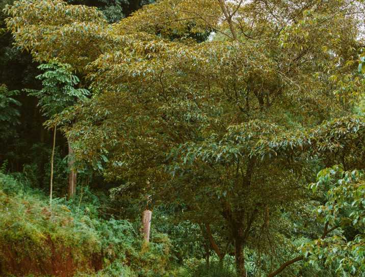 Croton megalocarpus