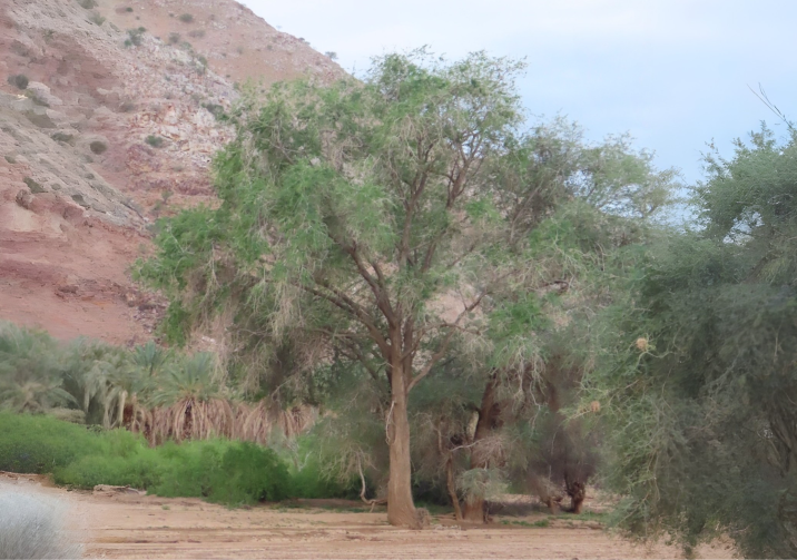 Faidherbia albida